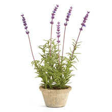  Potted French Lavender