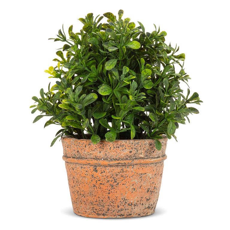 boxwood potted plant Boxwood Plant in Natural Pot