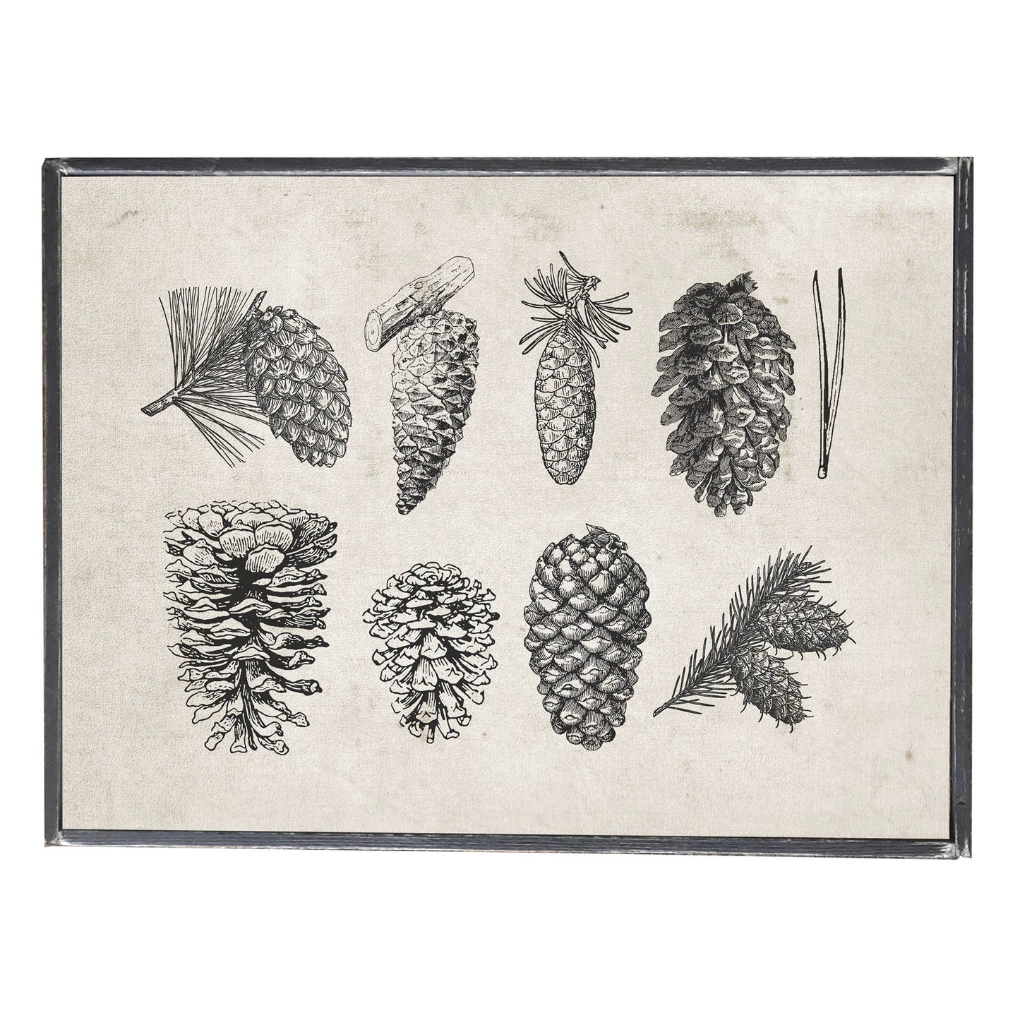 Vintage Print Pinecones