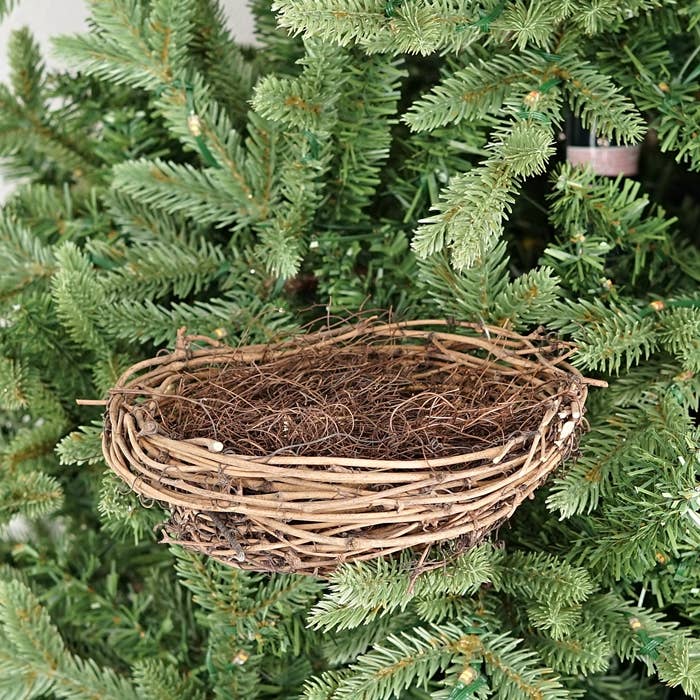 Bird Nest