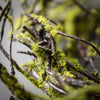 Moss Twig Wreath