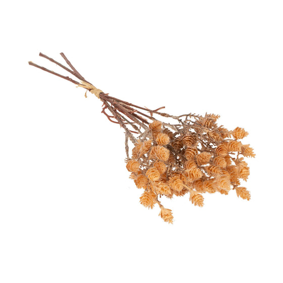 Wild Grass Bundle, Light Brown