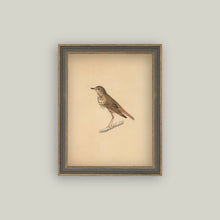  Bird Framed Antique Art