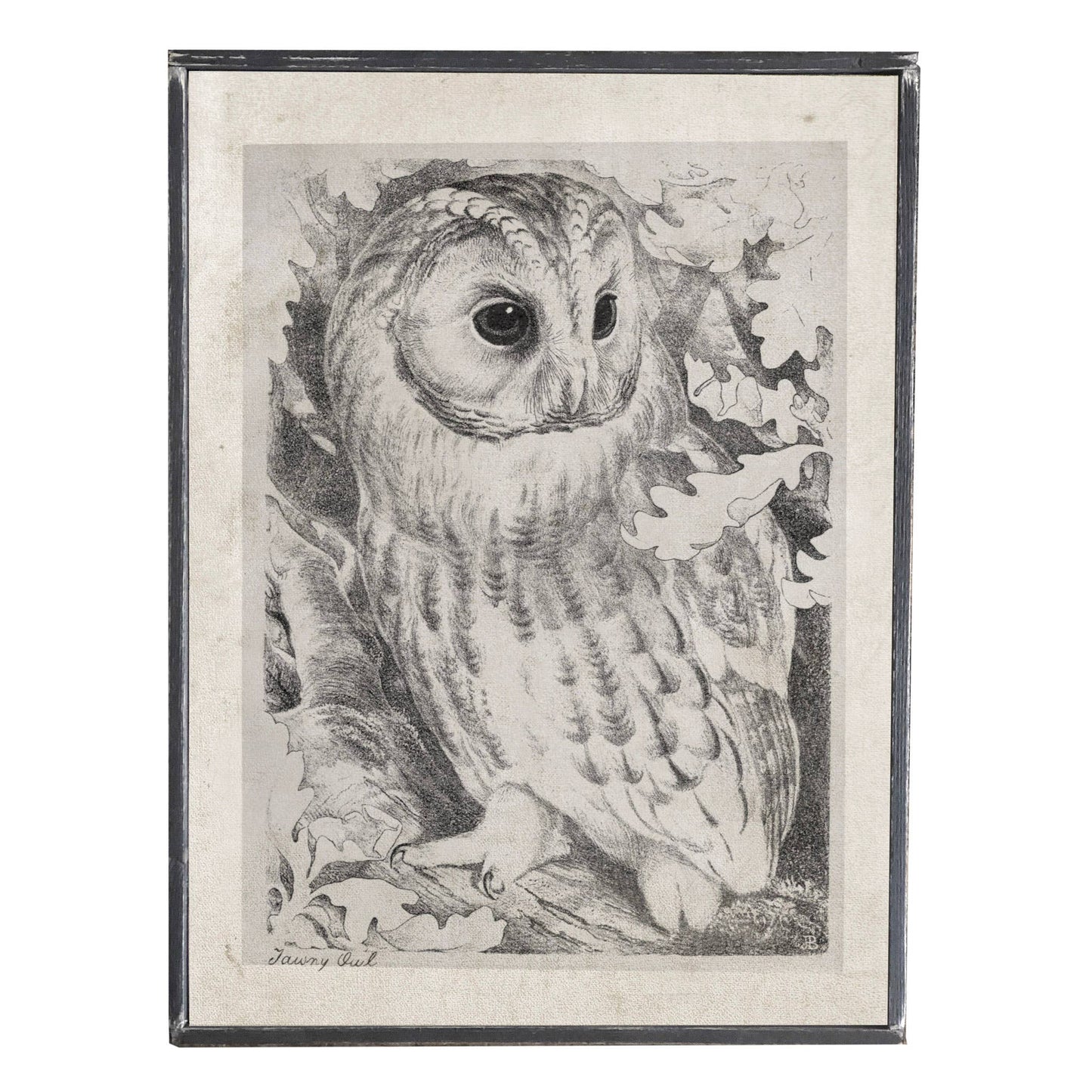 Vintage Print Owl