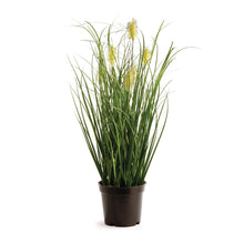  Wild Grass Potted