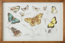  Framed Print - Butterflies and Flowers