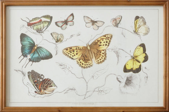 Framed Print - Butterflies and Flowers